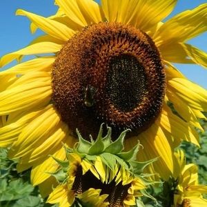 Meet your Posher, Chasity